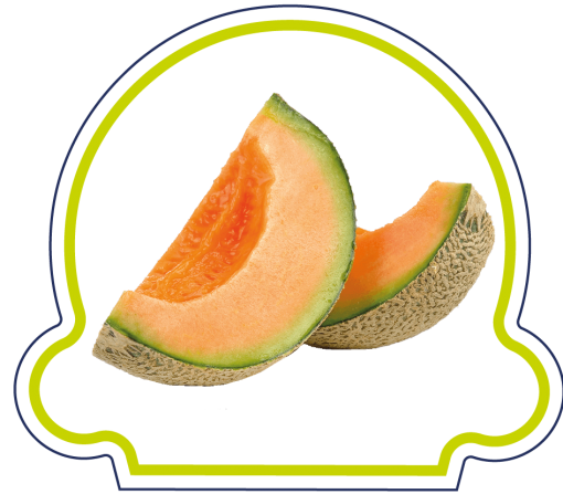 Sorbet Melon